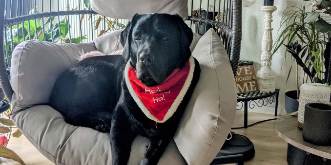 SCHOKOLADENSEITE.net: Adventskalender 2021 - Jenny's Hund