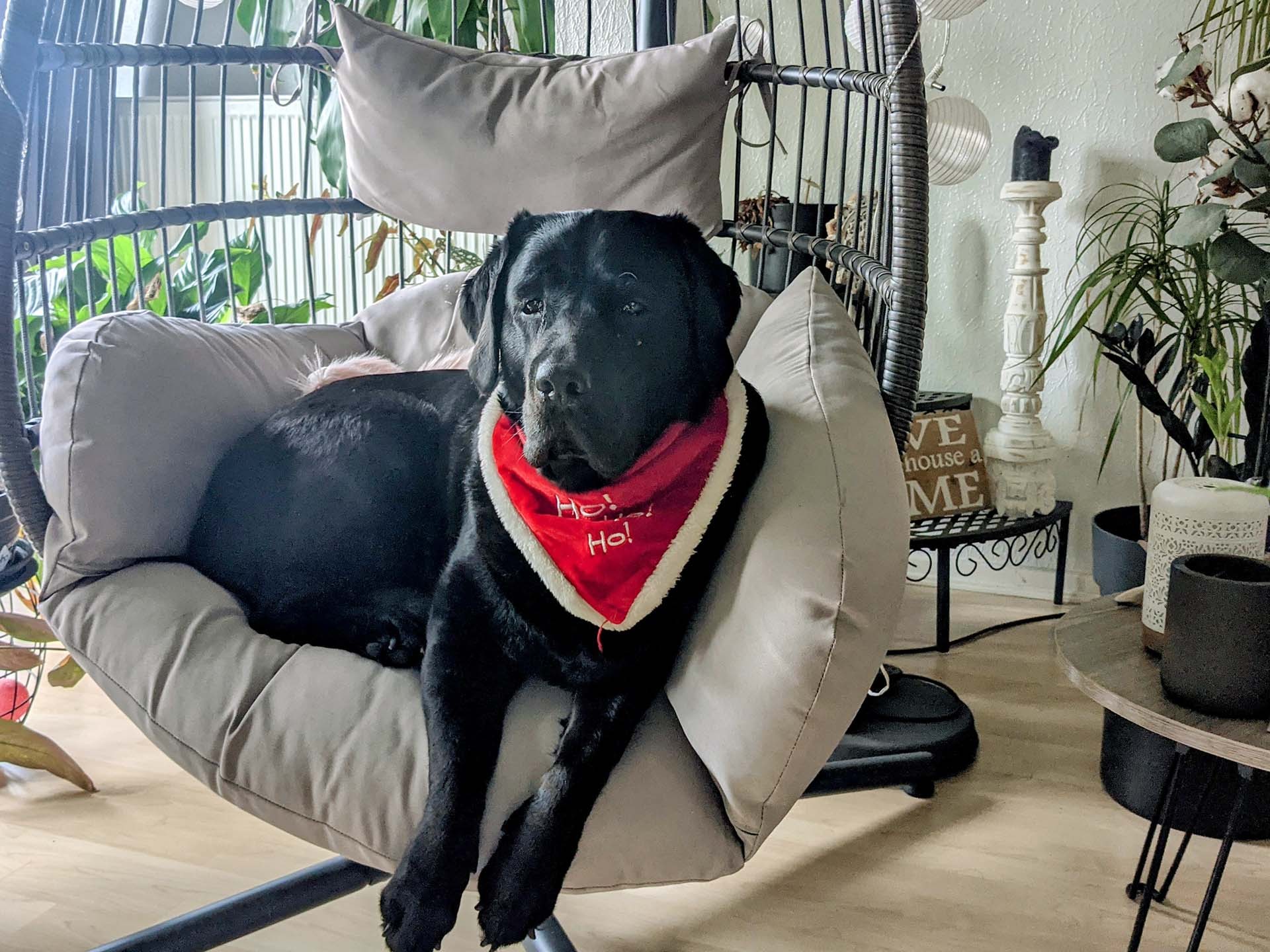 SCHOKOLADENSEITE.net: Adventskalender 2021 - Jenny's Hund