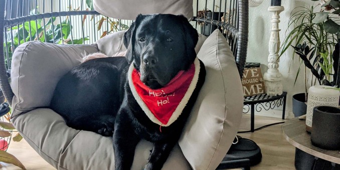 SCHOKOLADENSEITE.net: Adventskalender 2021 - Jenny's Hund