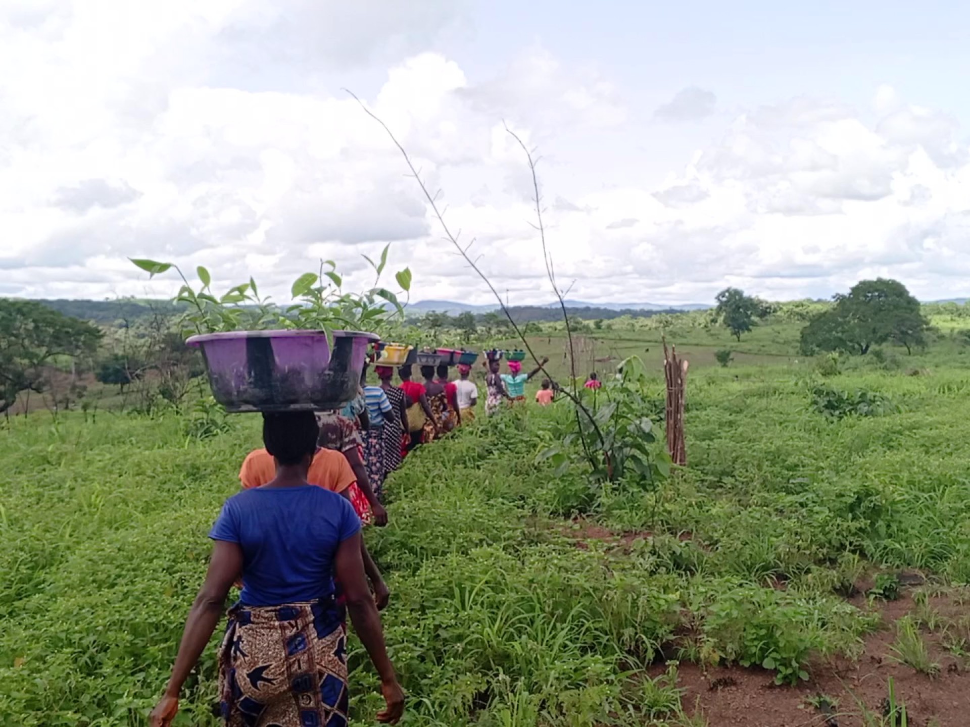 Eine Gruppe von Afrikanerinnen gehen über ein Feld. Sie tragen die Ernte vom Tag in Körben auf ihren Kopf