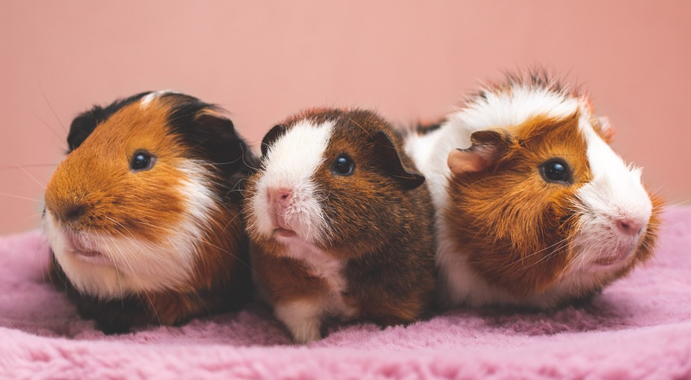 Drei Meerschweinchen sitzen auf einer rosafarbenen Plüschdecke.