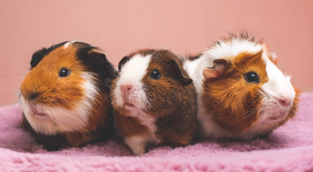 Drei Meerschweinchen sitzen auf einer rosafarbenen Plüschdecke.