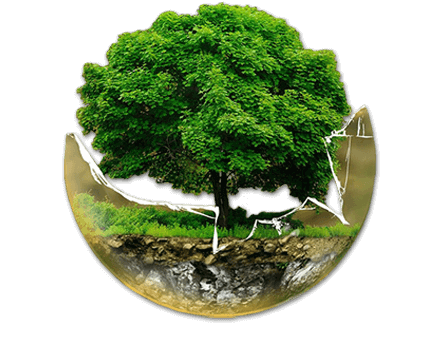 Ein Baum hat eine ihn umgebende Glaskugel nach oben durchbrochen.