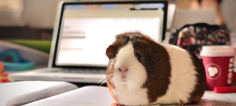 Meerschweinchen vor Laptop auf dem Schreibtisch