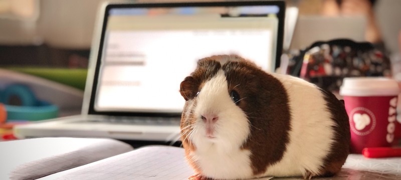 Meerschweinchen vor Laptop auf dem Schreibtisch