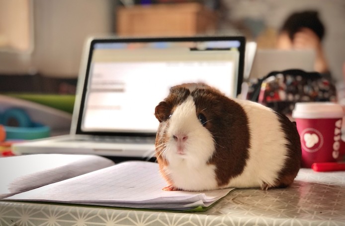 Meerschweinchen vor Laptop auf dem Schreibtisch
