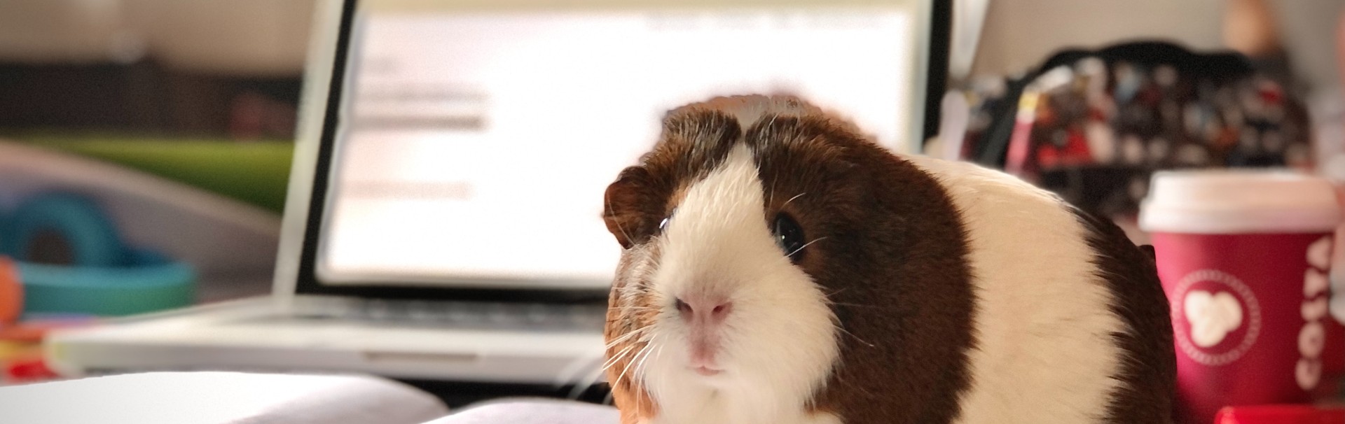 Meerschweinchen vor Laptop auf dem Schreibtisch