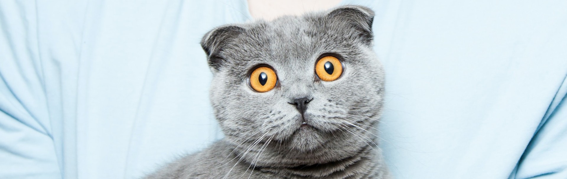 Eine kleine Katze mit grauem Fell schaut überrascht in die Kamera.