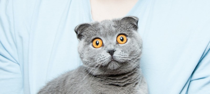 Eine kleine Katze mit grauem Fell schaut überrascht in die Kamera.