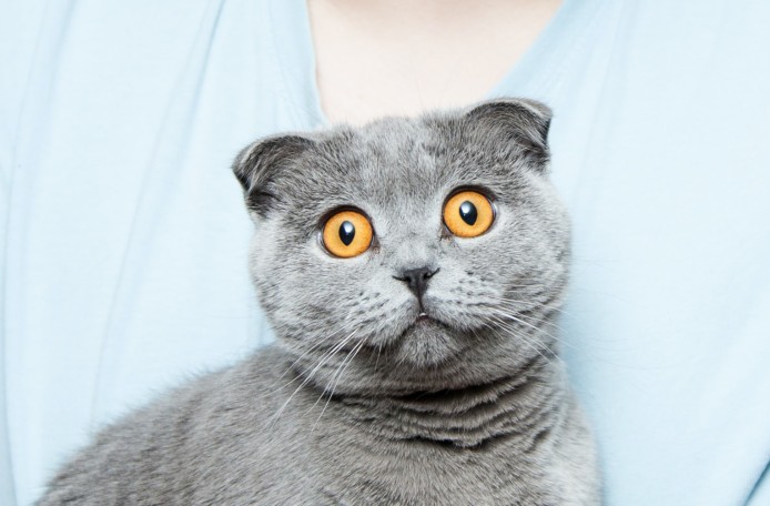Eine kleine Katze mit grauem Fell schaut überrascht in die Kamera.