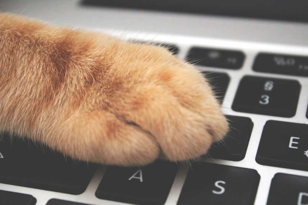 Eine Katzenpfote mit hellbraunem Fell liegt auf einer Computertastatur.