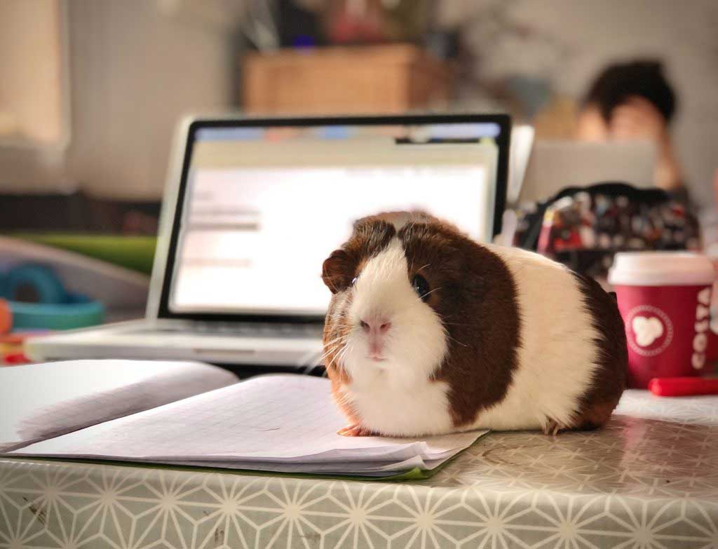 Ein Meerschweinchen sitzt vor einem Laptop auf einem Schreibheft.