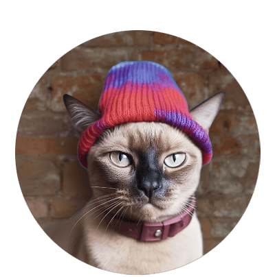 Eine Siamkatze trägt einen bunten Strickhut und schaut neugierig in die Kamera